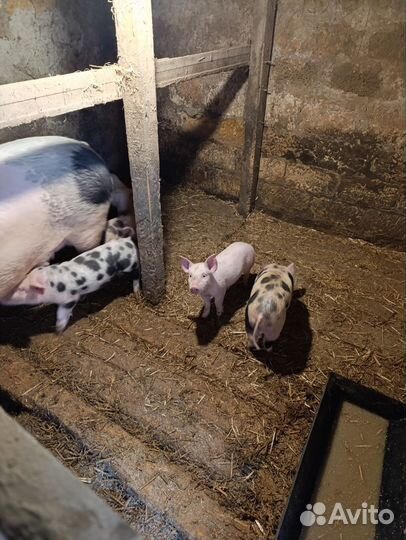 Продам поросят