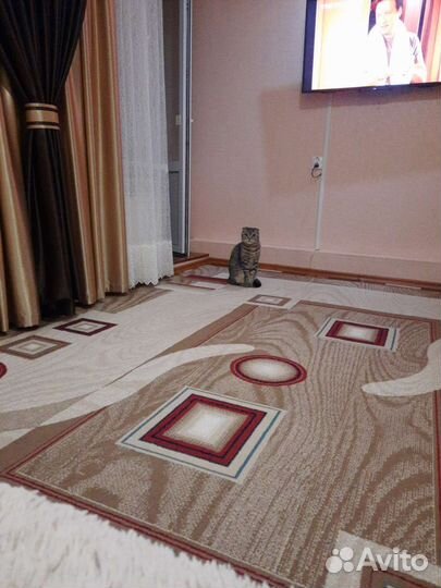 Кот в добрые руки, вислоухий шотландец