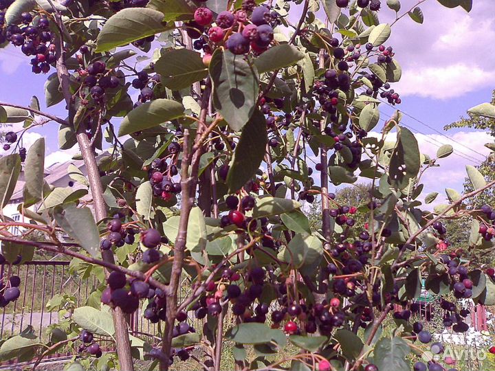 Саженцы ирги