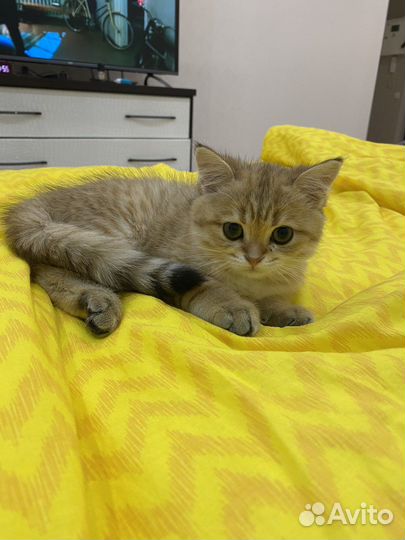 Кот золотая шиншила