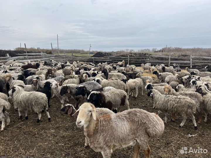 Овцы бараны матки ягнята