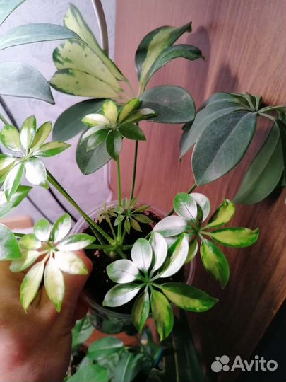 Шефлера пестролистная