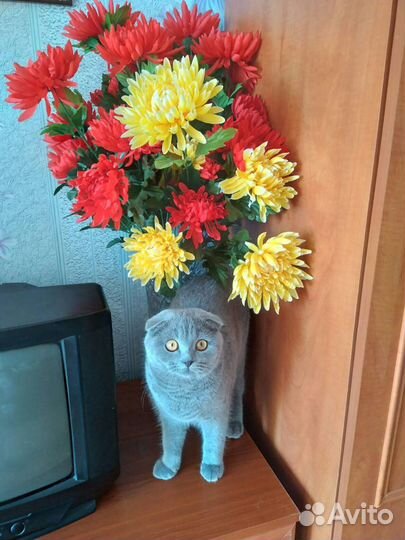 Вислоухая кошечка