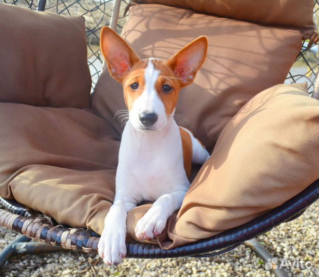 Девочка басенджи Вива