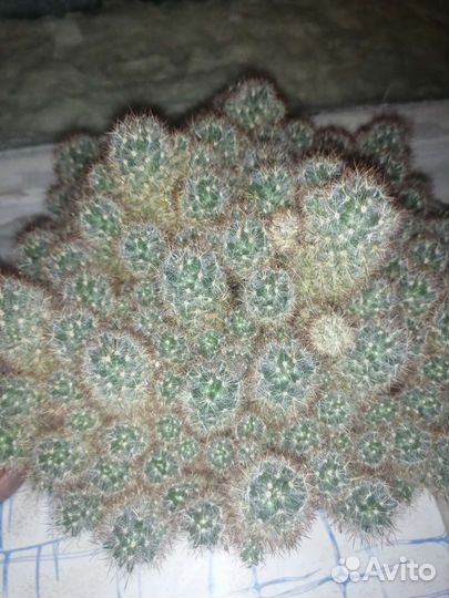 Кактусы разные большие и маленькие )