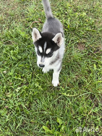 Сибирский хаски