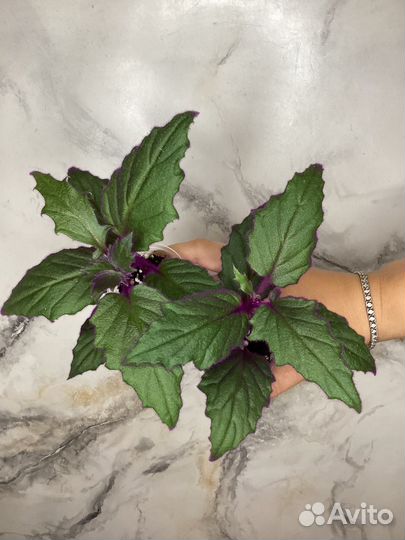 Бегонии, гинура, дреге