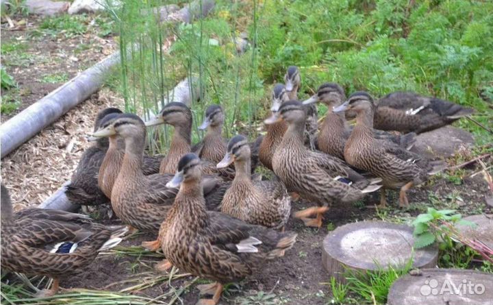 Утки кряквы подсадные дикие