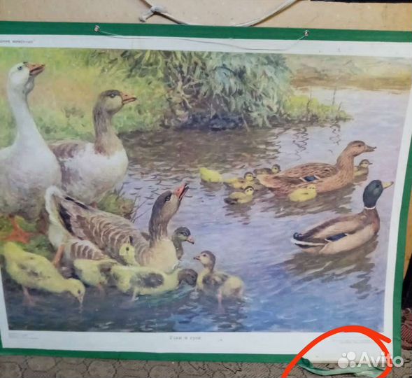 Учебные плакаты СССР детских садов, домашние жив