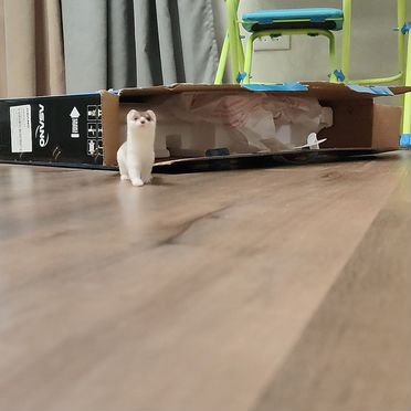 Ласка домашняя