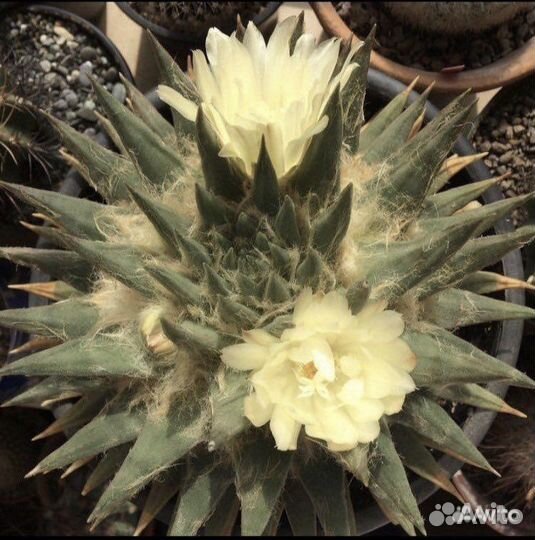 Кактус (Ариокарпус) Ariocarpus trigonus