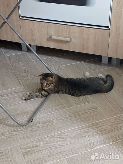 Кошка в добрые руки