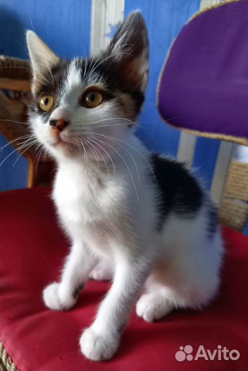 Карамелька в добрые руки