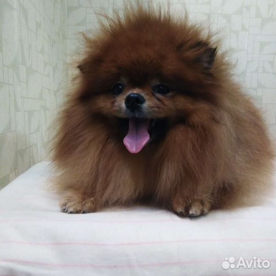 Мойка собак