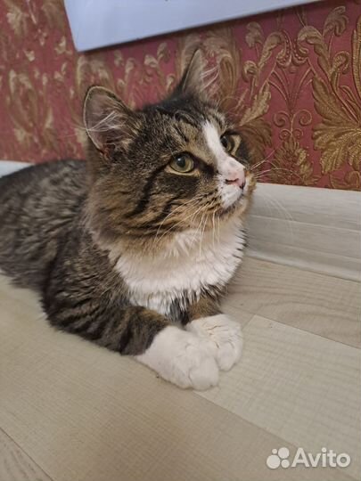 Кот в добрые руки