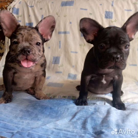 Французятки