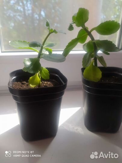 Каланхоэ красное