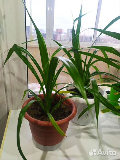 Пальма панданус