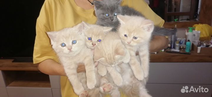 Британская кошка