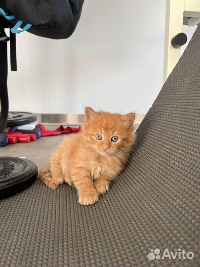 Котята мейкун