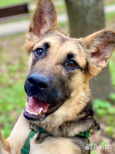 Овчарка в добрые руки