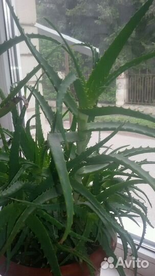 Алоэ каланхое