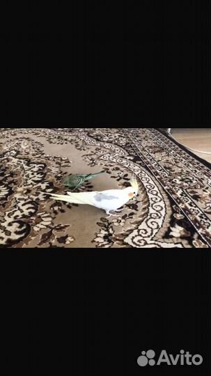 Попугай корелла