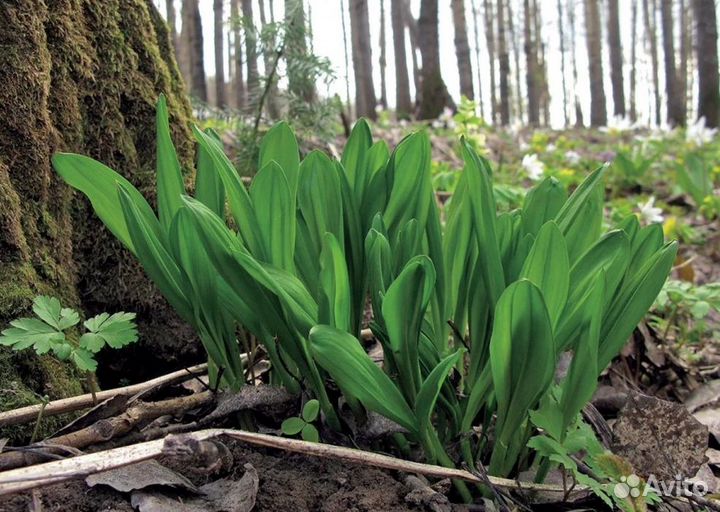 Рассада черемши большой пучок
