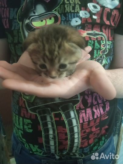 Шотландская вислоухая кошка бесплатно