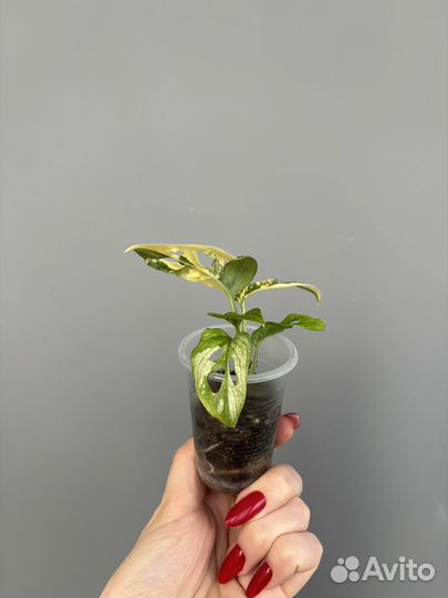 Монстера адансона вариегатная триколор