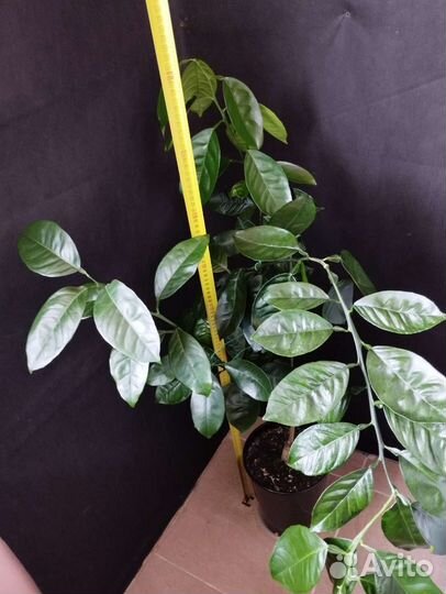 Грейпфрут дункан