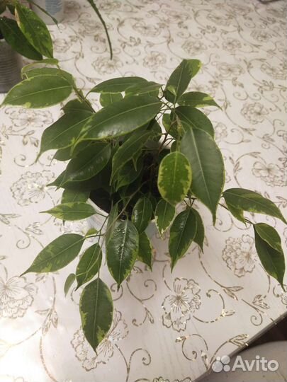 Фикус Бенджамина