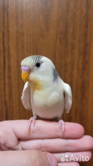 Полностью ручные птенцы волнистого попугая