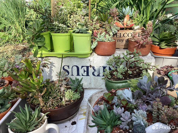 Суккуленты для флорариума