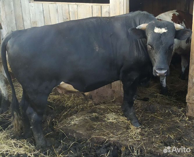 Быки абердин ангус, сентиментал