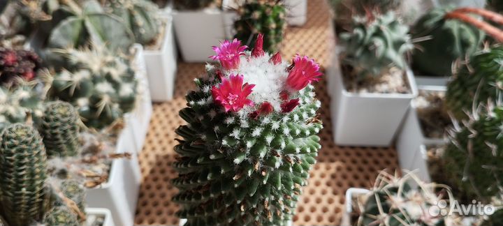 Кактус Mammillaria Polythele Toluca
