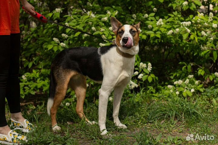 Собака в добрые ручки