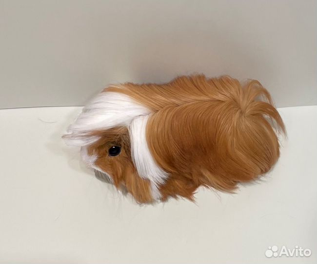 Перуанские морские свинки