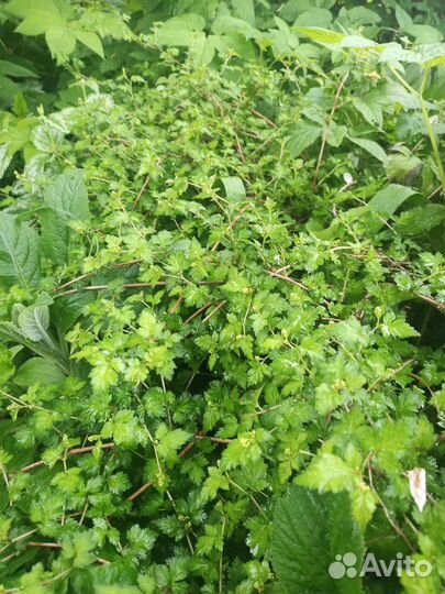 Стефанандра