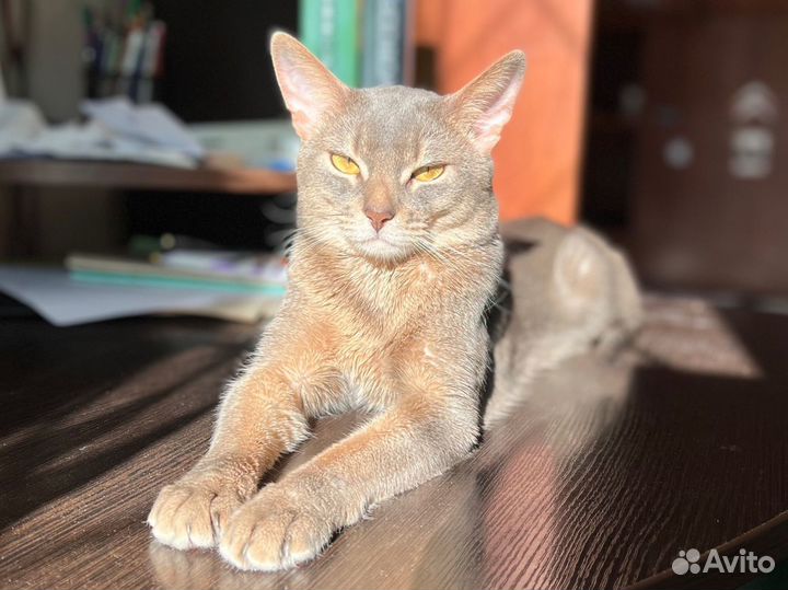 Чемпион Абиссинский кот Вязка