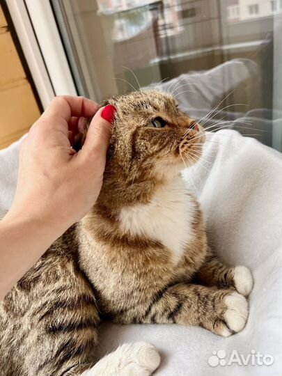 Вислоухий котик Оскар ищет дом, в добрые руки