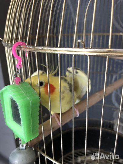 Попугай Корэлла