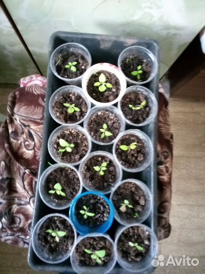 Рассада солнечной ягоды 