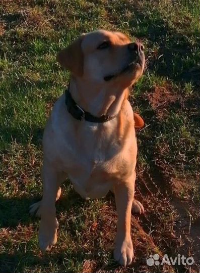 Щенки лабрадора