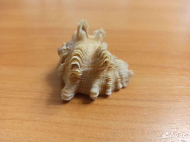 Морская раковина