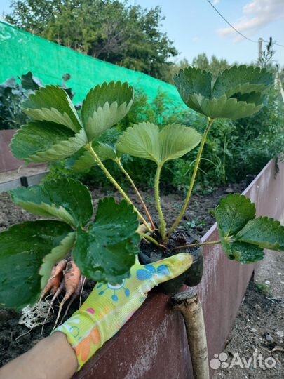 Клубника садовая ремонтантная,саженцы