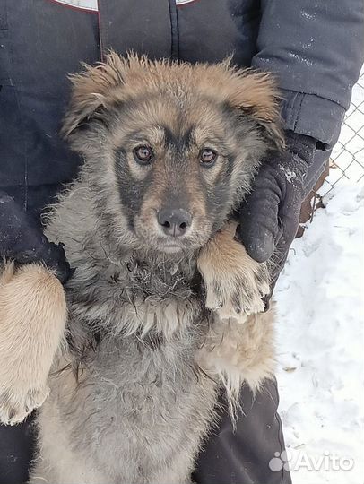 Щенки большой сторожевой собаки в добрые руки