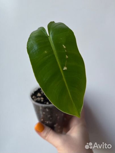 Филодендрон Бурле Маркс