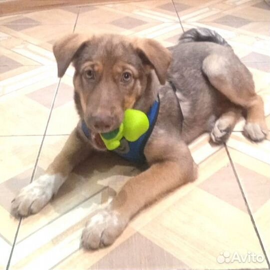 Томочка, 4 месяца (с видео)