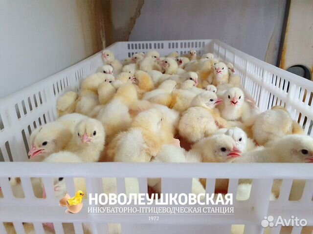 Суточные цыплята бройлера росс 308 объявление продам